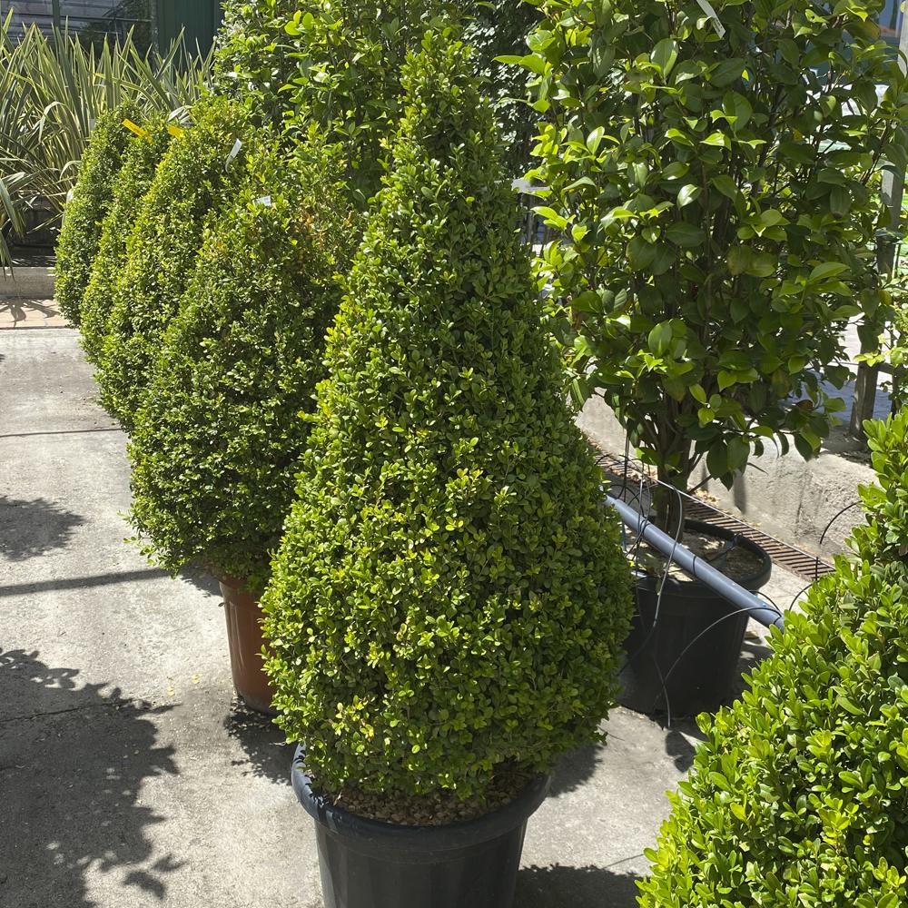 Buxus Microphylla ‘Faulkner’ (Faulkner Japanese Box Topiary Cones)