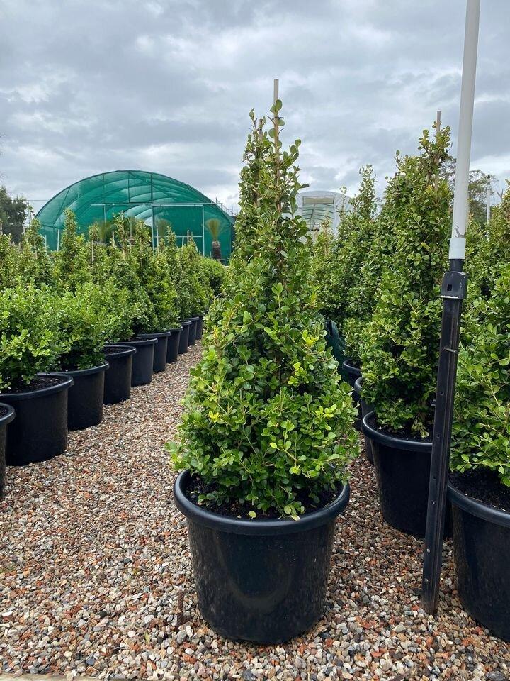 Buxus Microphylla ‘Faulkner’ (Faulkner Japanese Box Topiary Pyramids)