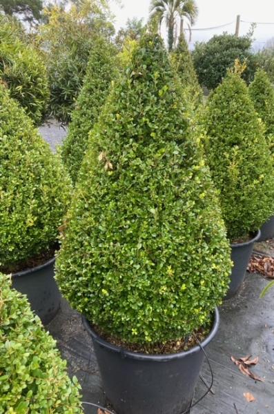 Buxus Microphylla ‘Faulkner’ (Faulkner Japanese Box Topiary Pyramids)