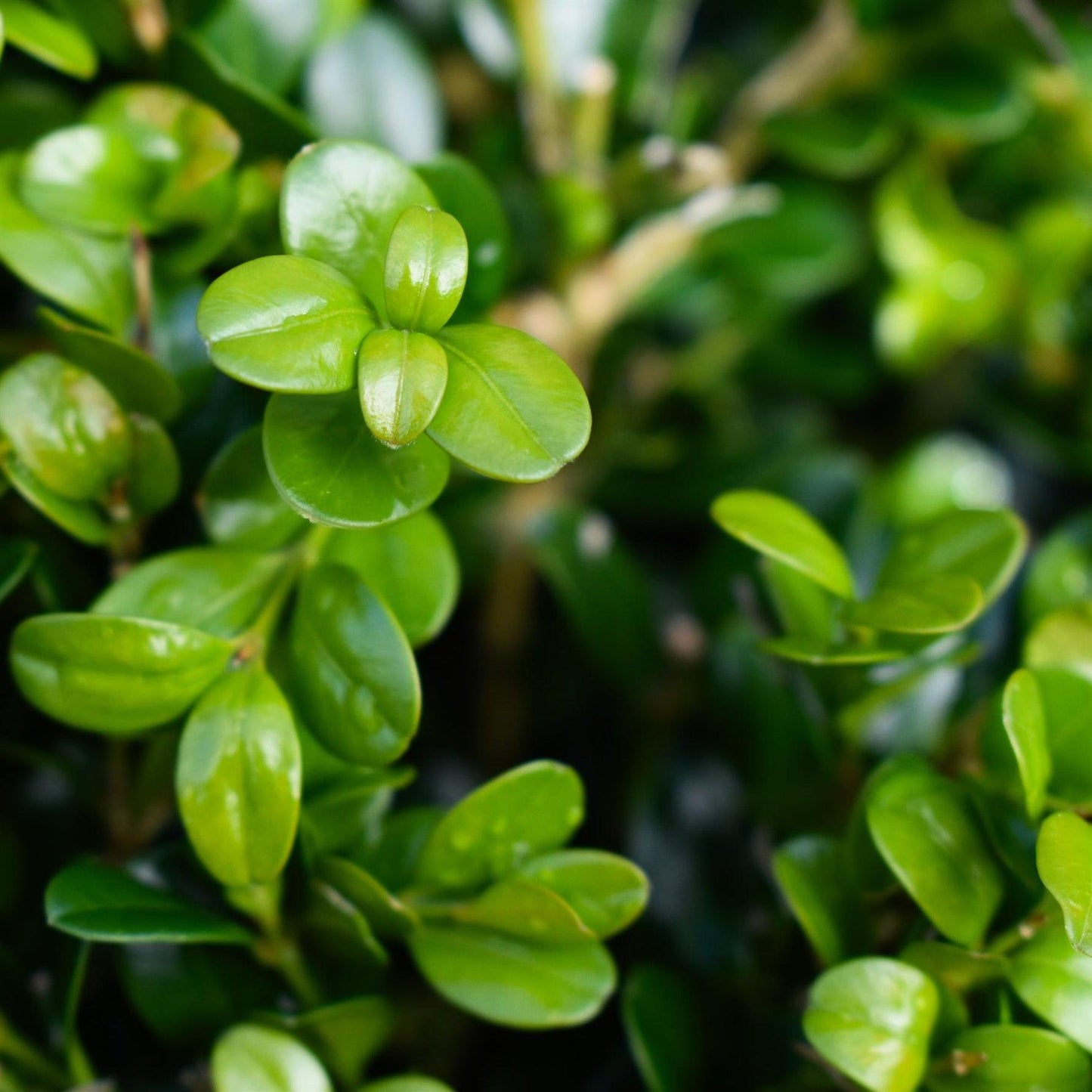 Buxus Microphylla ‘Faulkner’ (Faulkner Japanese Box Topiary Pyramids)