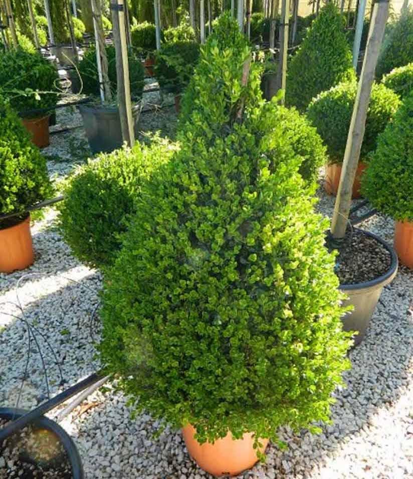 Buxus Microphylla ‘Faulkner’ (Faulkner Japanese Box Topiary Tear Drop)