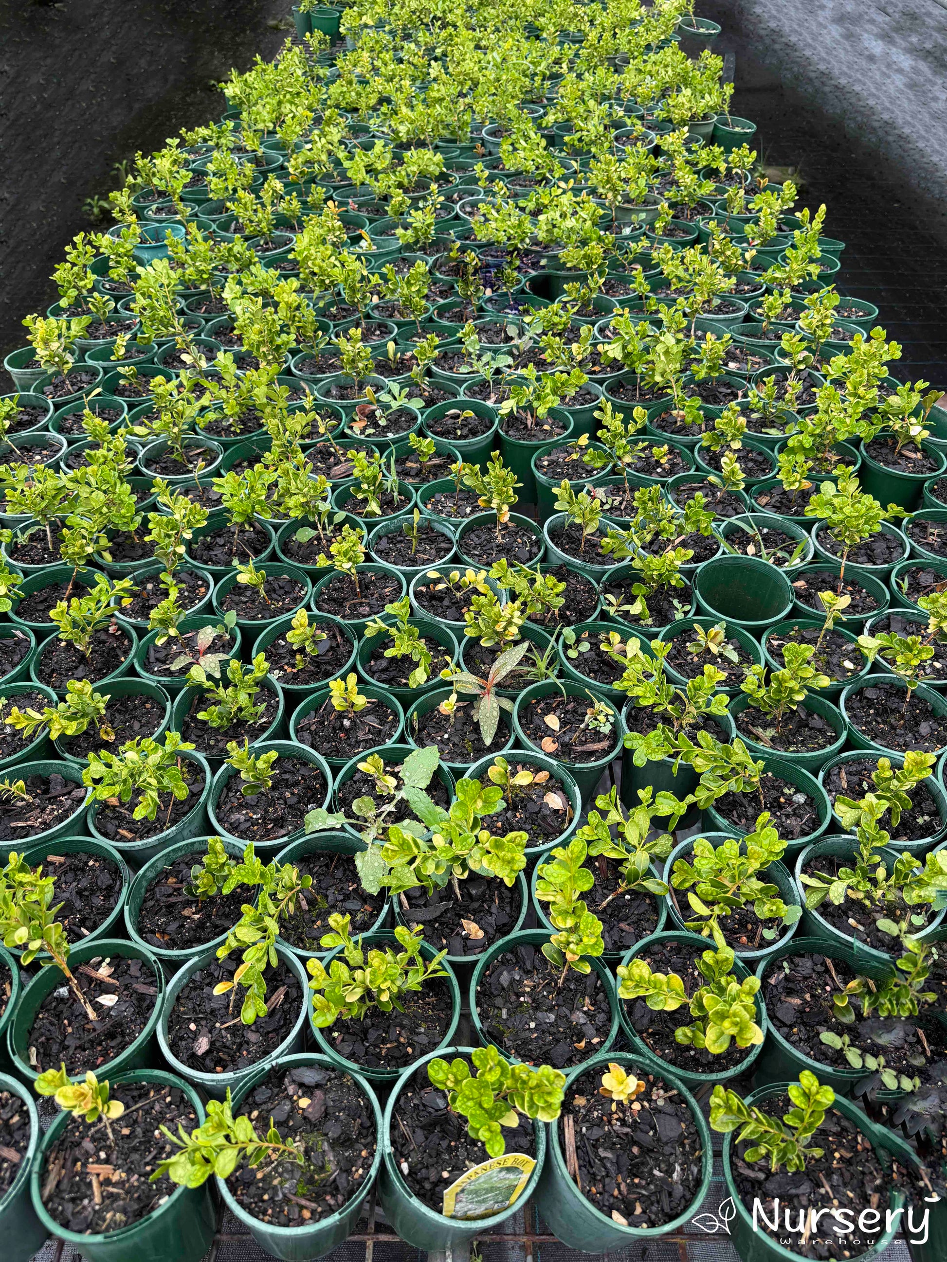 Shelf filled with Buxus Microphylla Japonica plants in pots, showing their rich green leaves and uniform shape.
