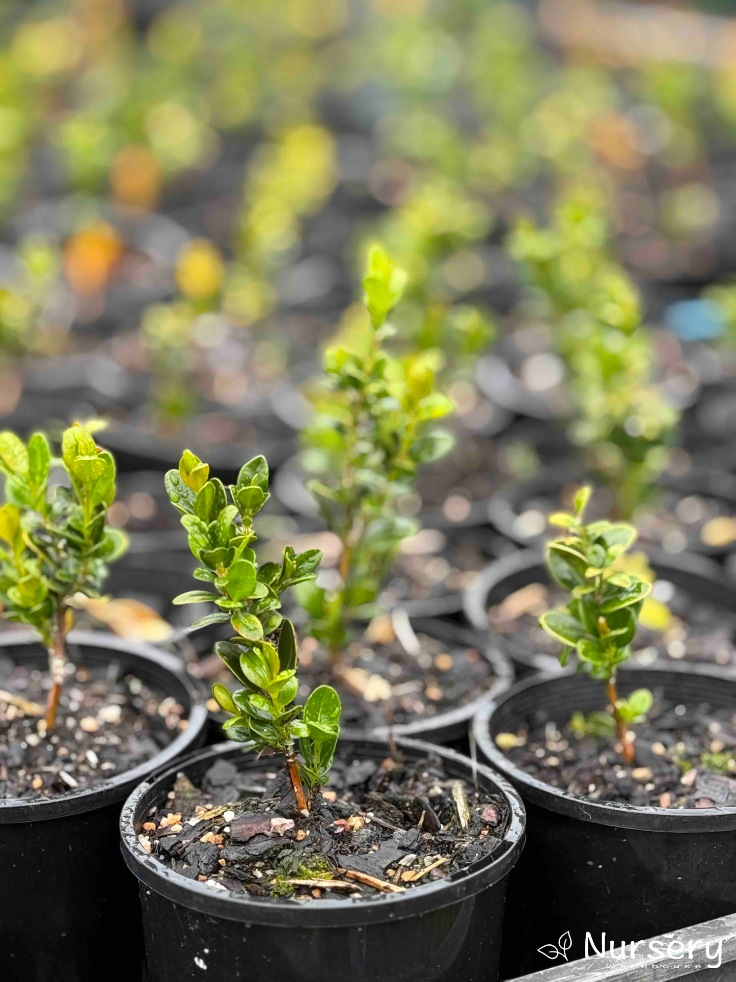 Detailed view of Japanese Boxwood in a pot, showcasing its small, glossy dark green leaves and compact growth.