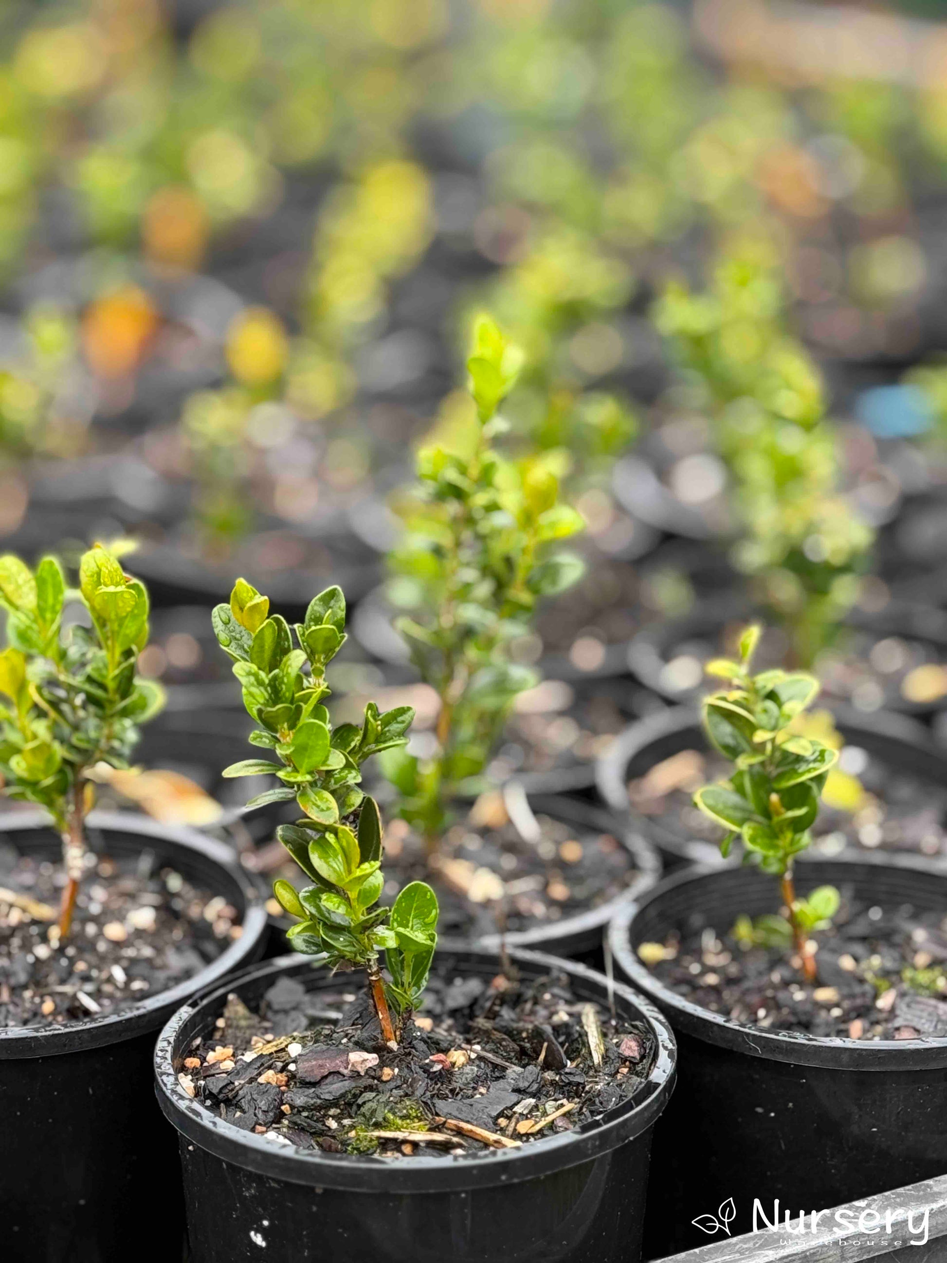 Detailed view of Japanese Boxwood in a pot, showcasing its small, glossy dark green leaves and compact growth.
