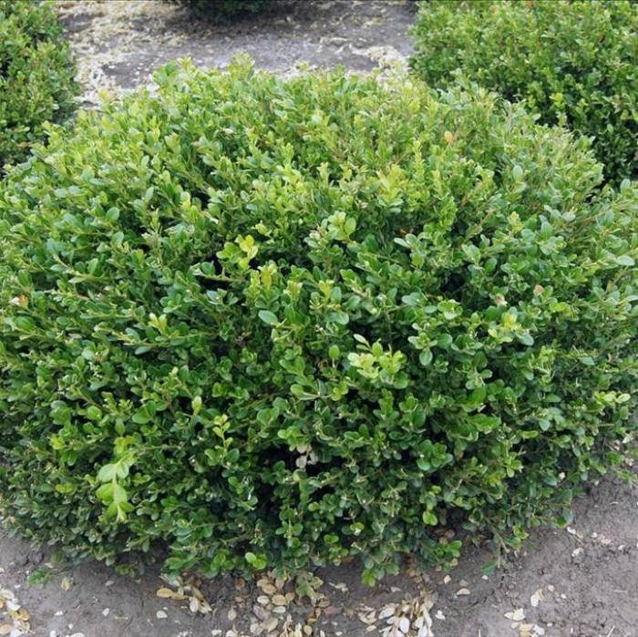 Buxus Microphylla var. Koreana (Korean Box)