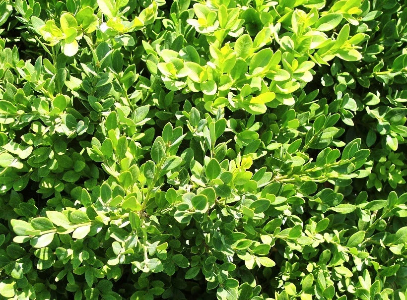 Buxus Microphylla var. Koreana (Korean Box)