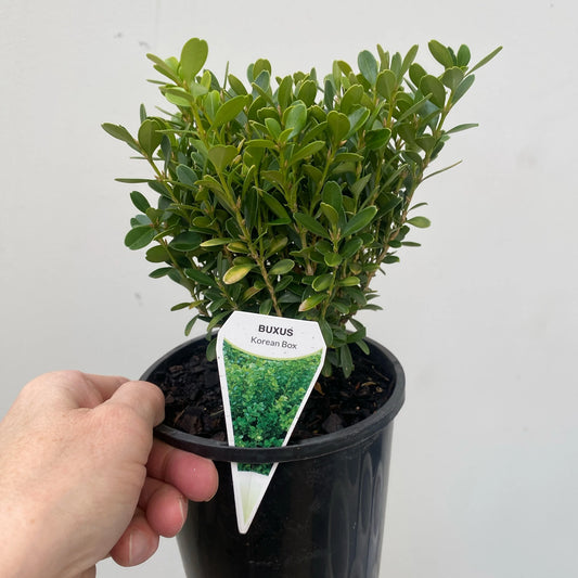 Buxus Microphylla var. Koreana (Korean Box)
