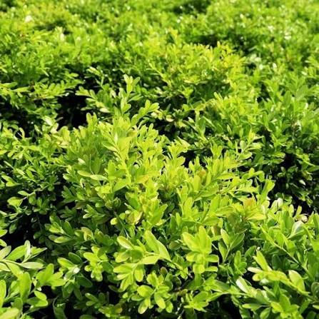 Buxus Microphylla var. Microphylla (Littleleaf Boxwood Topiary Saucers)
