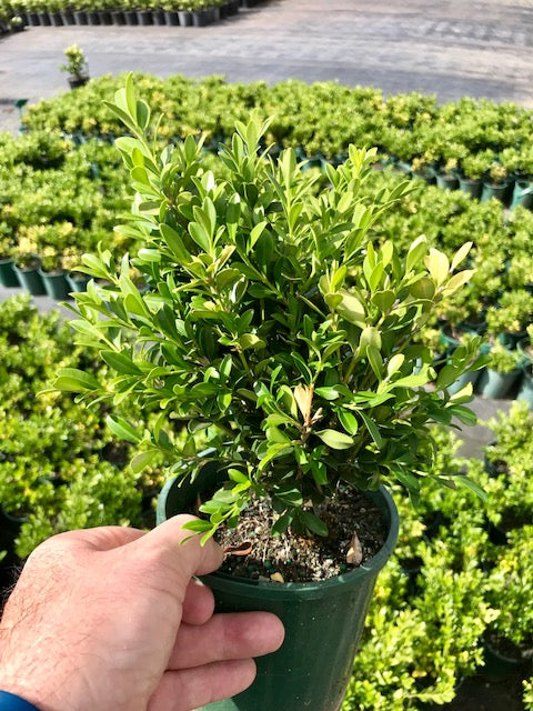 Buxus Microphylla var. Microphylla (Littleleaf Boxwood Topiary Balls)