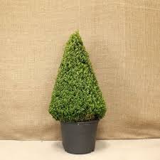 Buxus Sempervirens (English Box Topiary Cones)