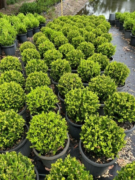 Buxus Microphylla ‘Faulkner’ (Faulkner Japanese Box Topiary Balls)