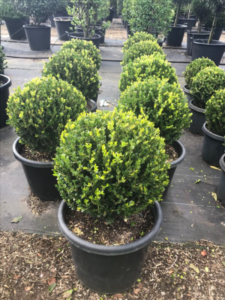 Buxus Microphylla ‘Faulkner’ (Faulkner Japanese Box Topiary Balls)