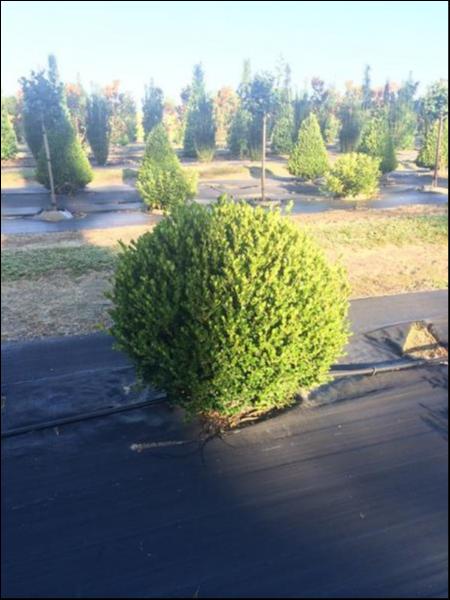 Buxus Microphylla ‘Faulkner’ (Faulkner Japanese Box Topiary Balls)