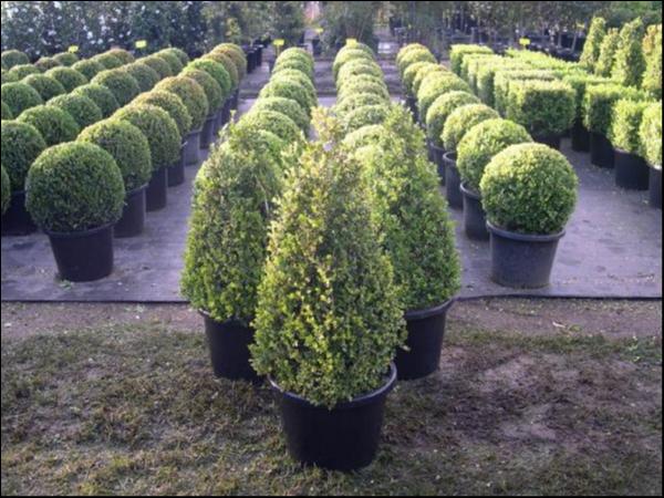 Buxus Microphylla ‘Faulkner’ (Faulkner Japanese Box Topiary Pyramids)