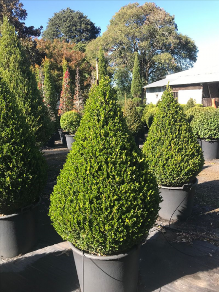 Buxus Microphylla ‘Faulkner’ (Faulkner Japanese Box Topiary Tear Drop)