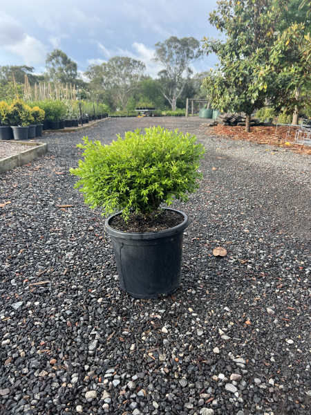 Buxus Microphylla var. Koreana (Korean Box)