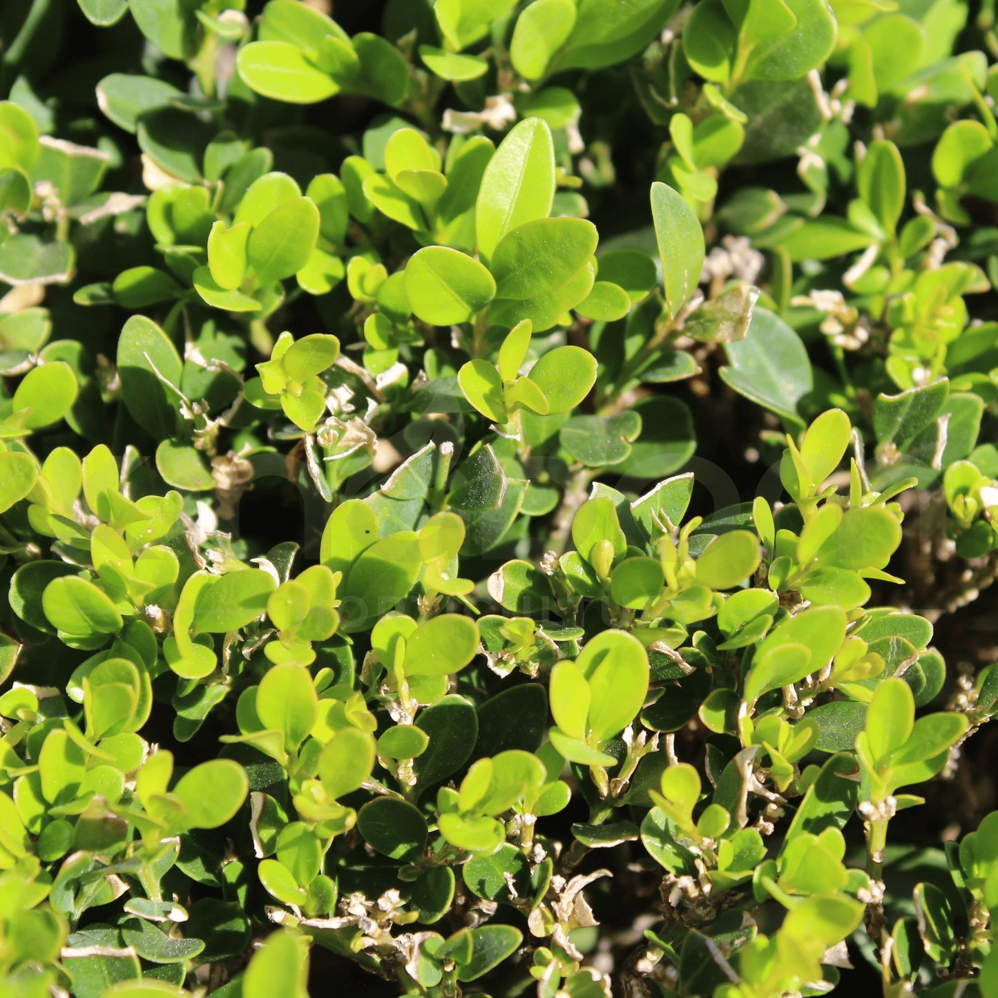 Buxus Microphylla Var. Japonica (Japanese Box Topiary Pyramid)