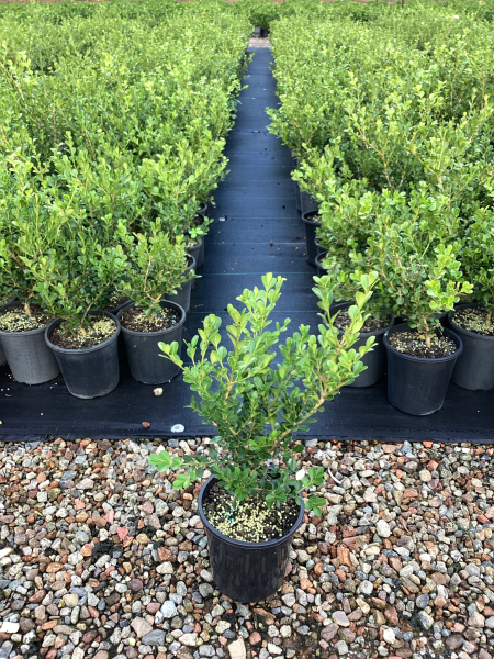 Buxus Microphylla Japonica (Japanese Box)