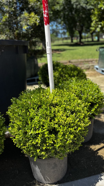 Buxus Microphylla Japonica (Japanese Box)