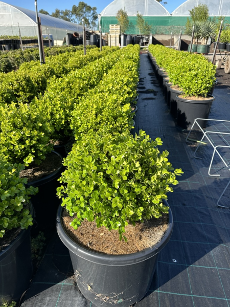 Buxus Microphylla Japonica (Japanese Box Topiary Balls)