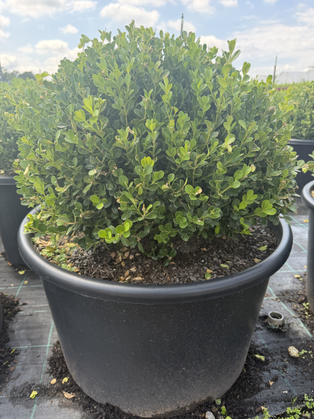 Buxus Microphylla Japonica (Japanese Box Topiary Balls)