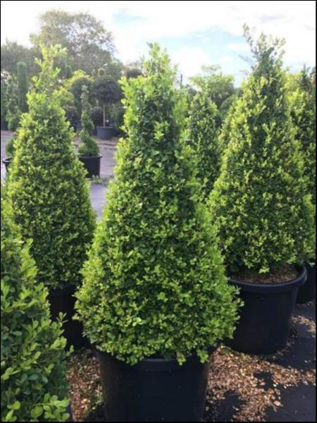 Buxus Microphylla Japonica (Japanese Box Topiary Cones)