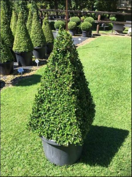 Buxus Microphylla var. Japonica (Japanese Box Topiary Pyramid)
