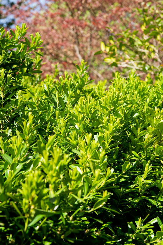 Buxus harlandii (Harland Boxwood)