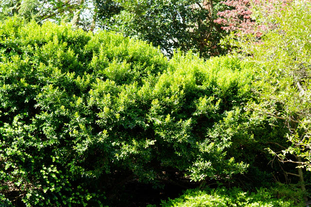 Buxus harlandii (Harland Boxwood)