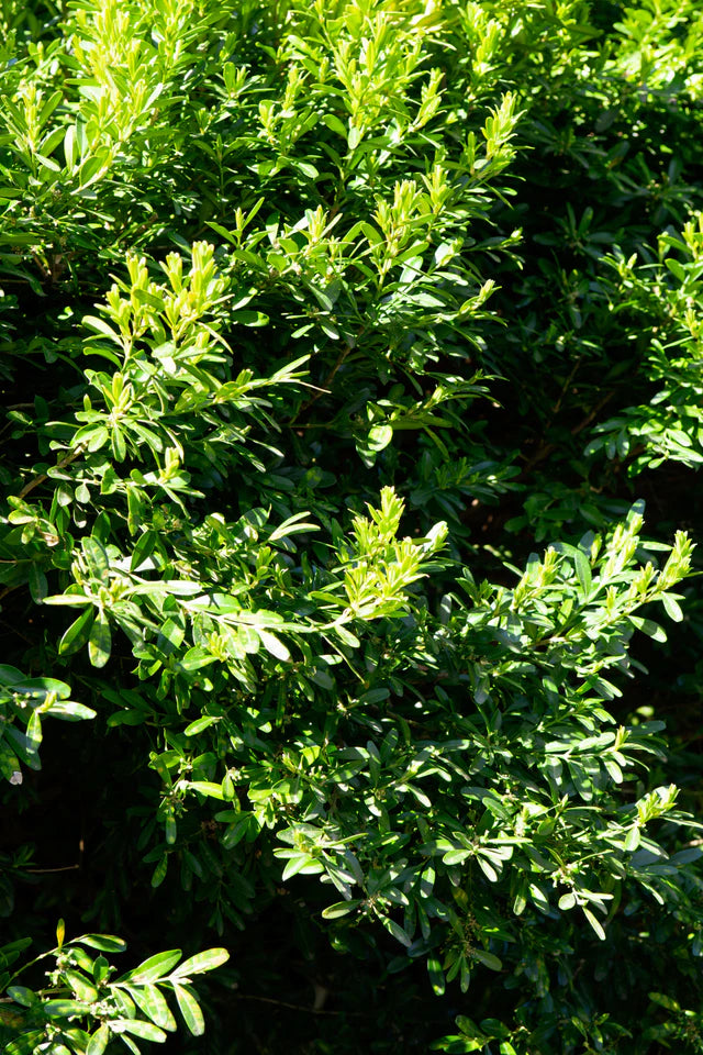 Buxus harlandii (Harland Boxwood)