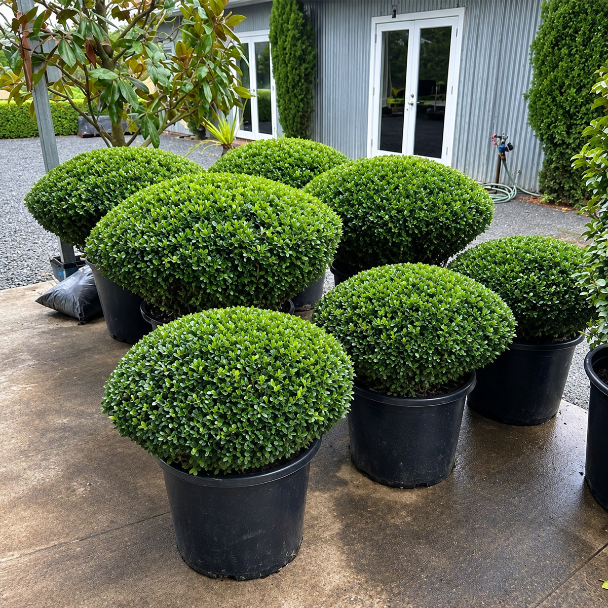 Buxus Microphylla var. Microphylla (Littleleaf Boxwood Topiary Saucers)