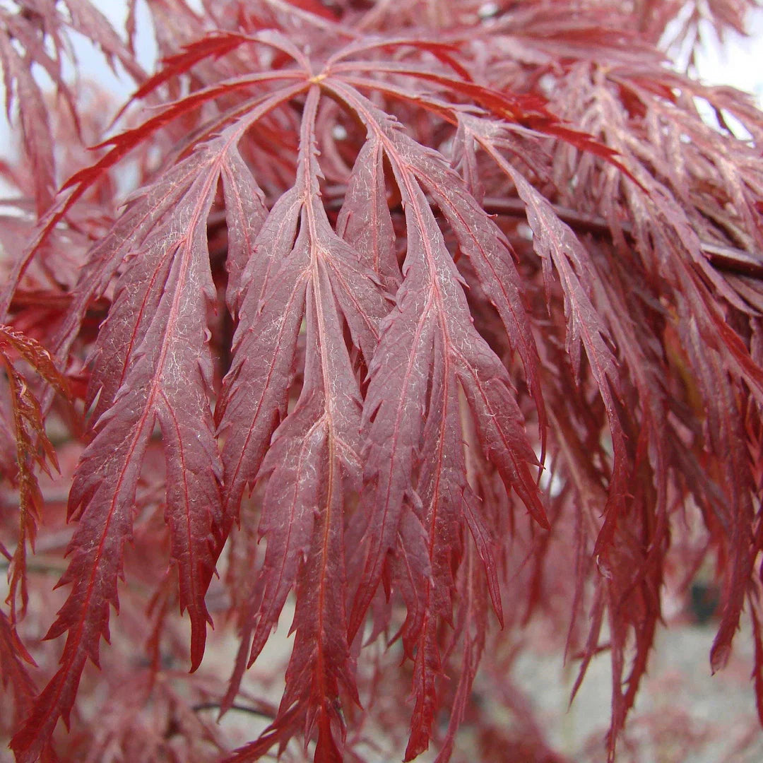 Acer Palmatum ‘Inaba-Shidare’ (Inaba-Shidare Japanese Maple) Standards