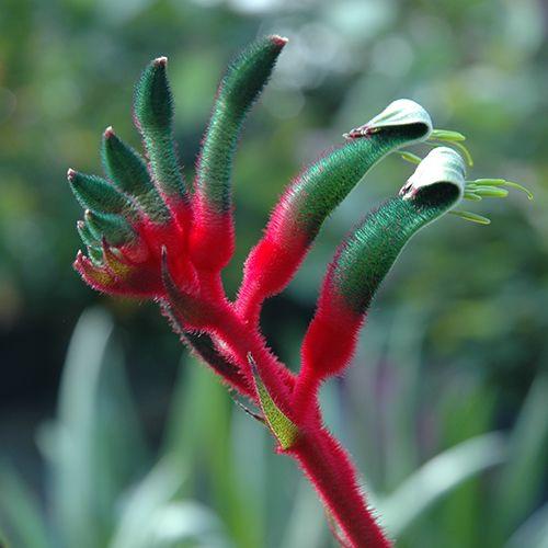 Anigozanthos Hybrid ‘Bush Dance’ (Kangaroo Paw ‘Bush Dance’)