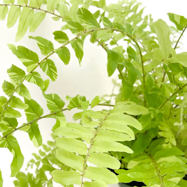 Nephrolepis exaltata ‘Variegata Tiger’ (Variegated Boston Fern)