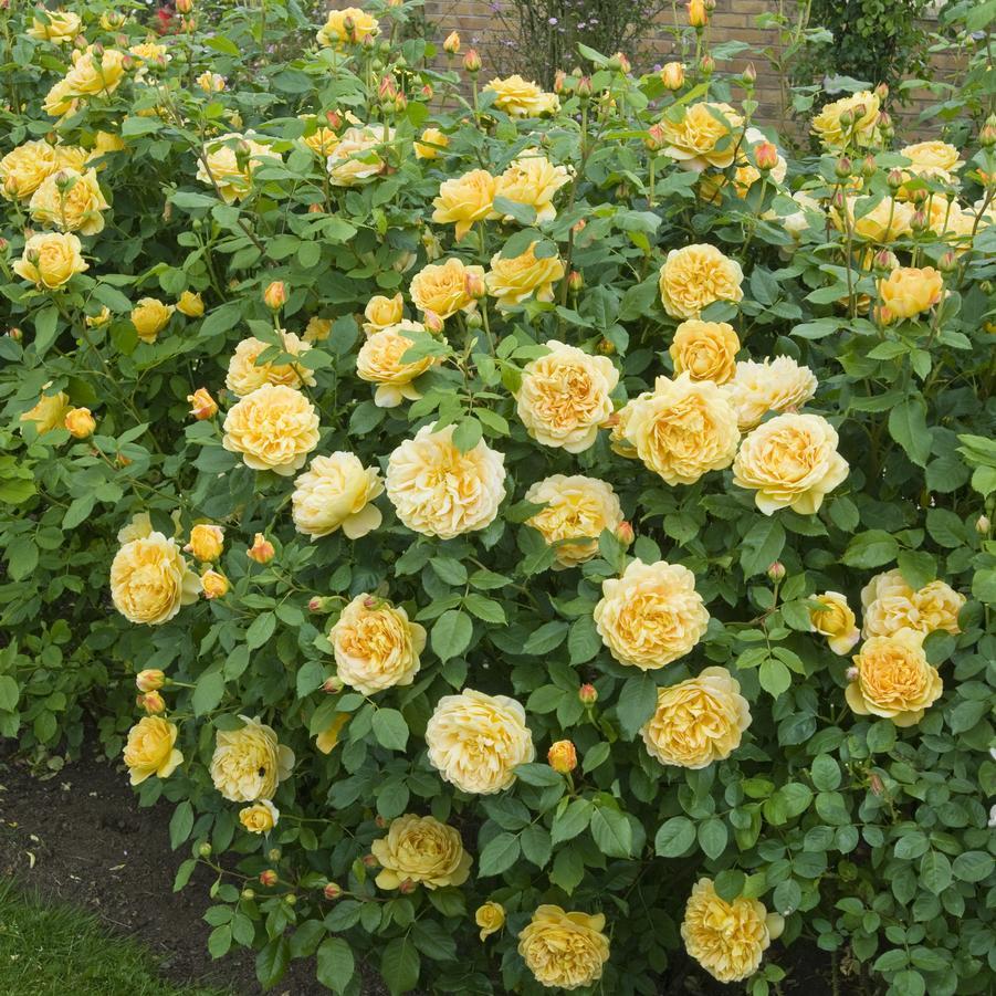 Rosa ‘Golden Celebration’ (Golden Celebration English Shrub Rose)
