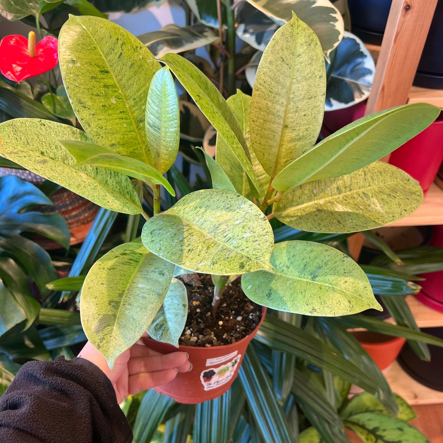 Ficus elastica 'Shivereana' (Shivereana Rubber Plant)