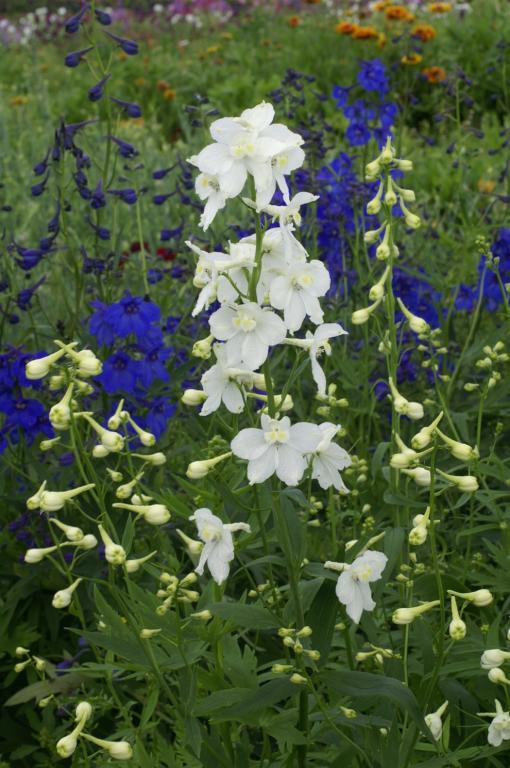 Delphinium Casablanca (Casablanca Delphinium)