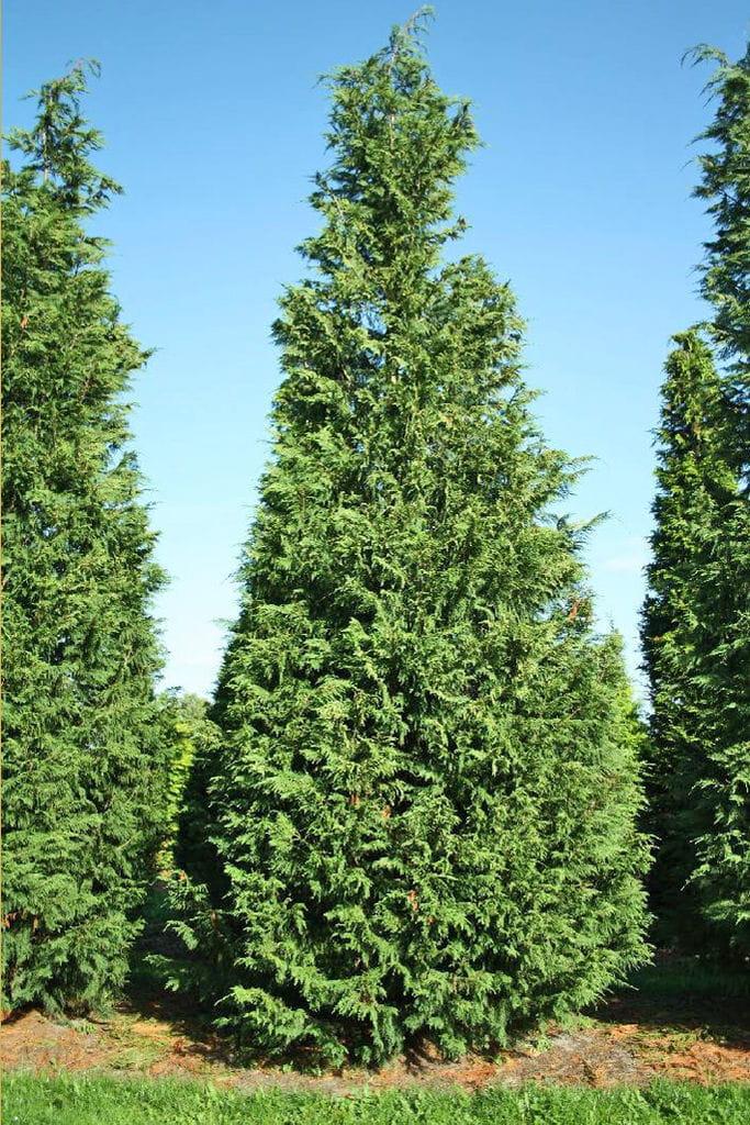 Cupressus × Leylandii (Leyland Cypress)