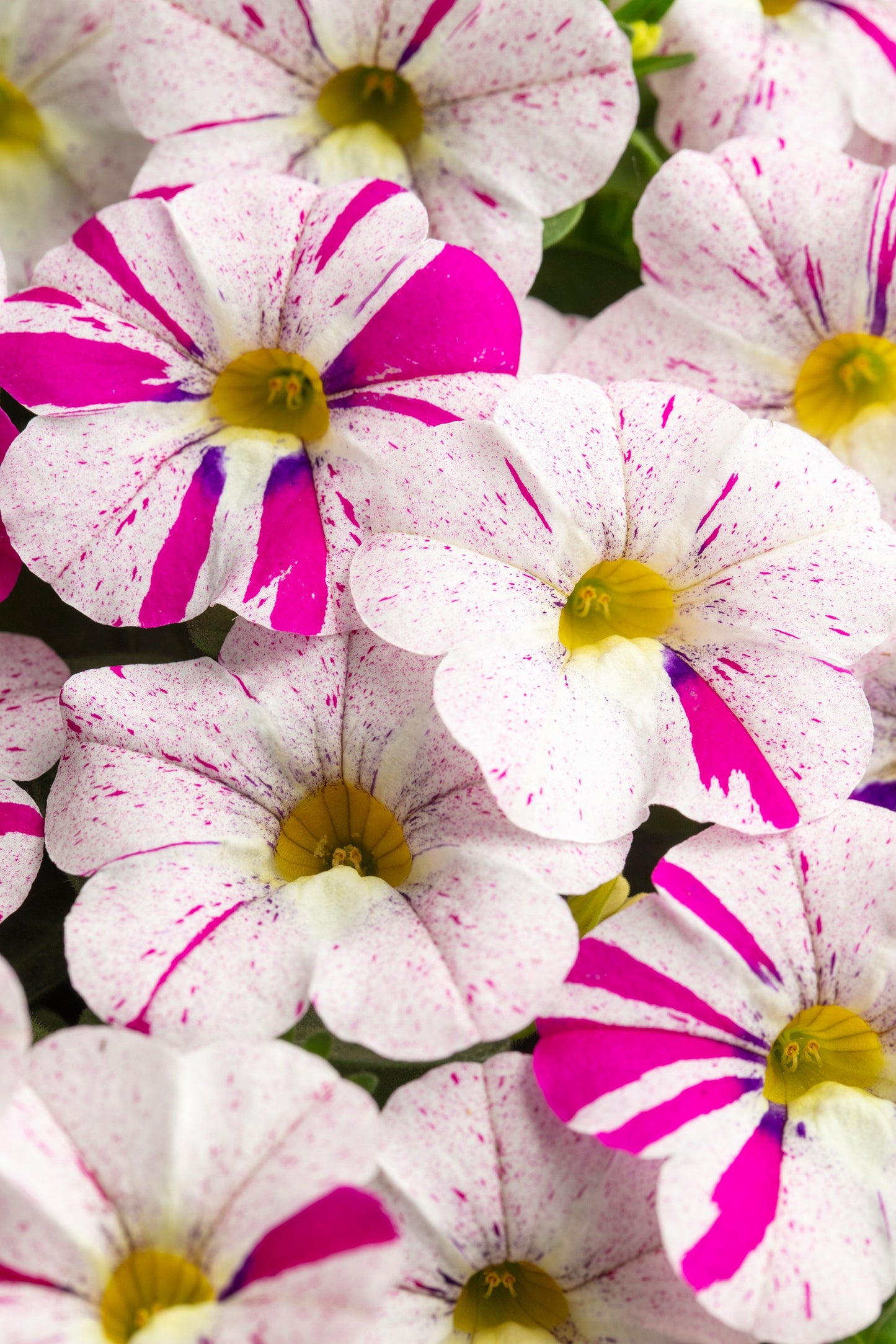Calibrachoa ‘Caliloco Graffiti’ (Million Bells)
