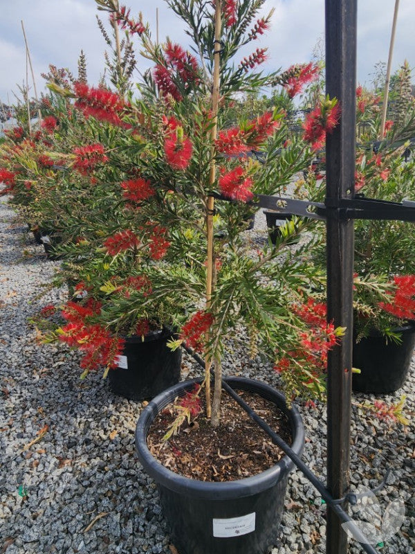 Callistemon Viminalis ‘CV01’ Slim™ (Slim Bottlebrush)