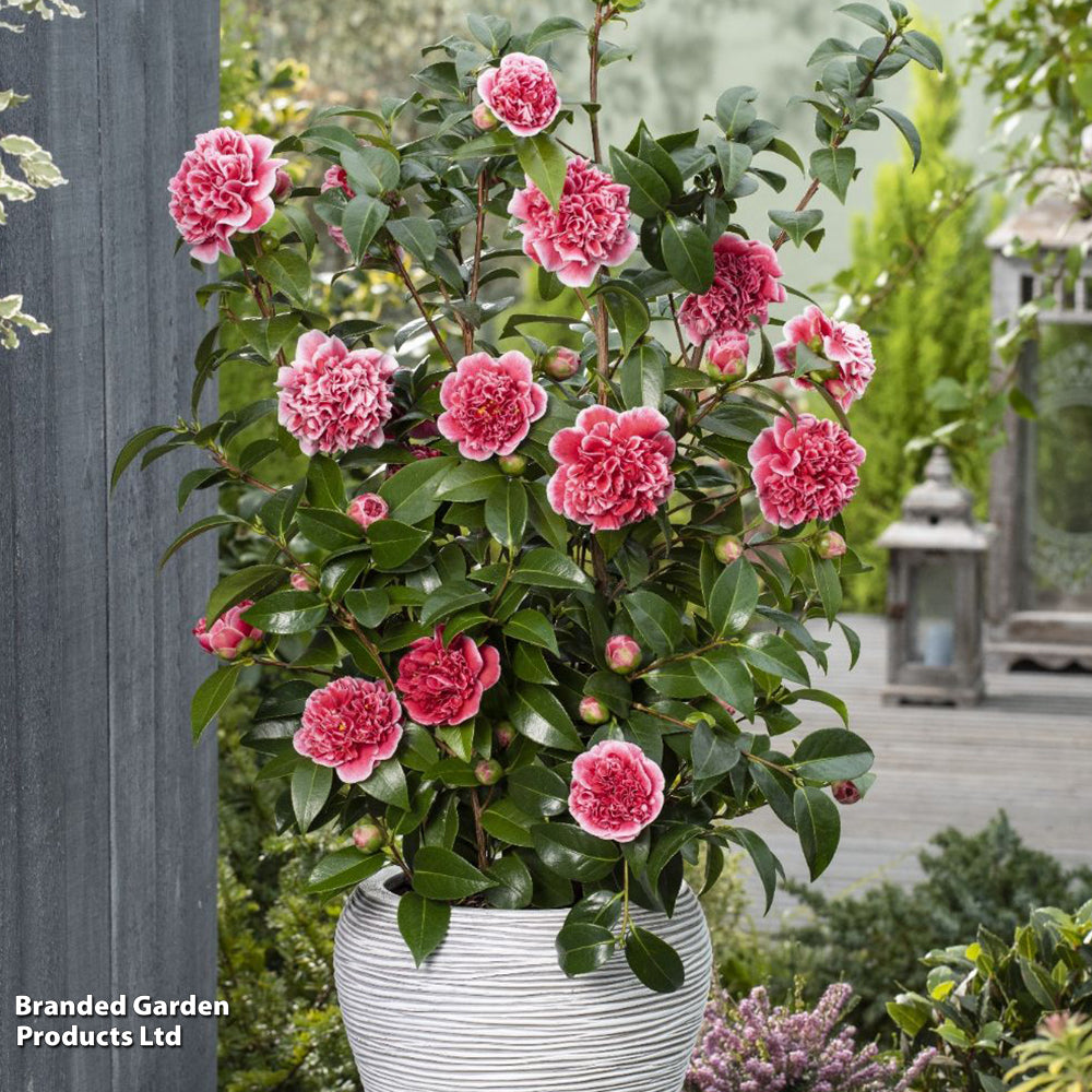 Camellia Japonica ‘Volunteer’ (Volunteer Camellia)