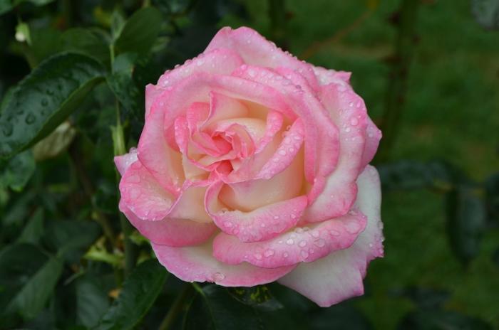 Rosa 'Princesse de Monaco' (Princesse de Monaco Hybrid Tea Rose)