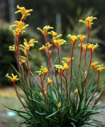 Anigozanthos ‘Bush Tenacity’ (Kangaroo Paw)