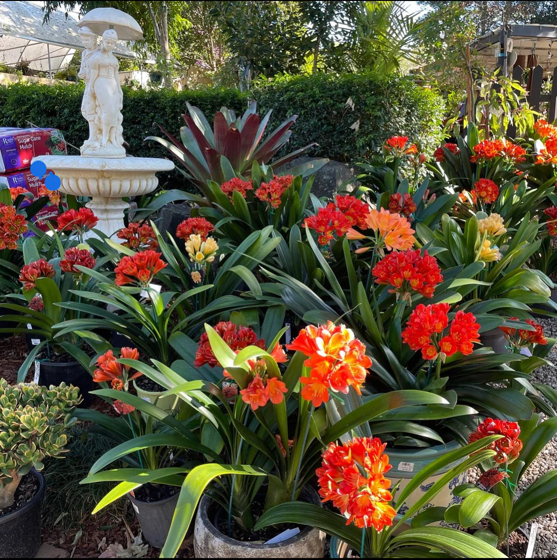 Clivia × hybrida 'Belgian Hybrid' (Belgian Hybrid Clivia)