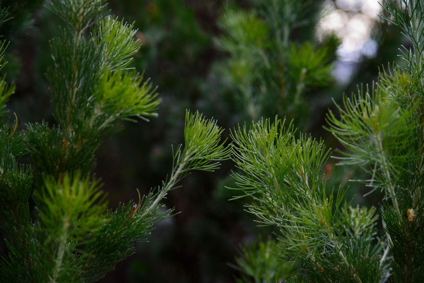 Adenanthos Sericeus ‘Compacta’ (Dwarf Woolly Bush)