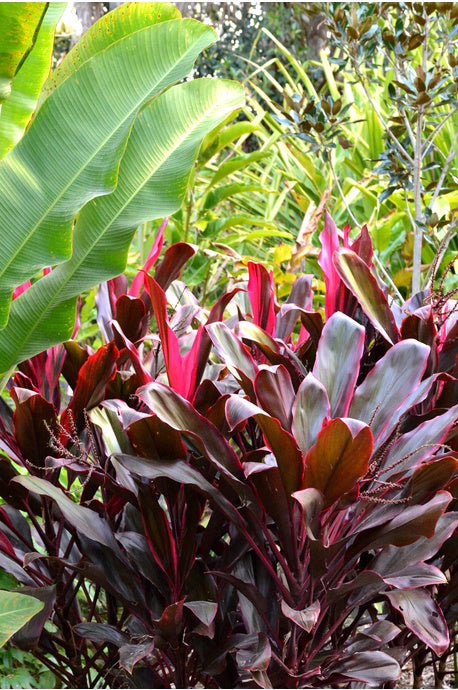 Mature Cordyline Fruticosa Rubra (Cordyline) plant in a tropical garden setting, displaying bold, colourful leaves.