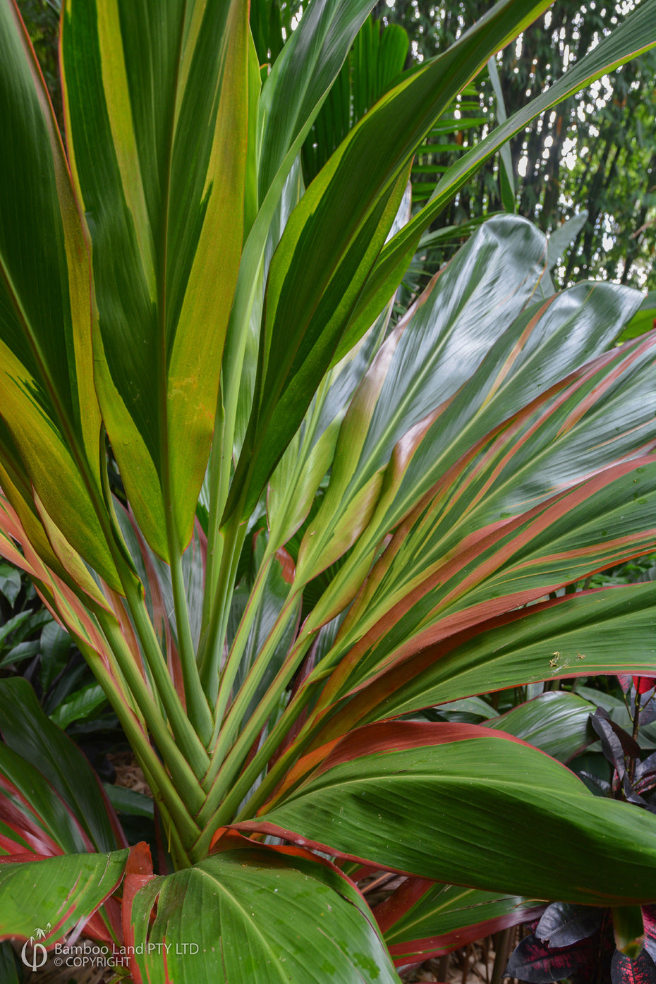 Cordyline Fruticosa 'Schubertii' (Schubert Ti Plant)