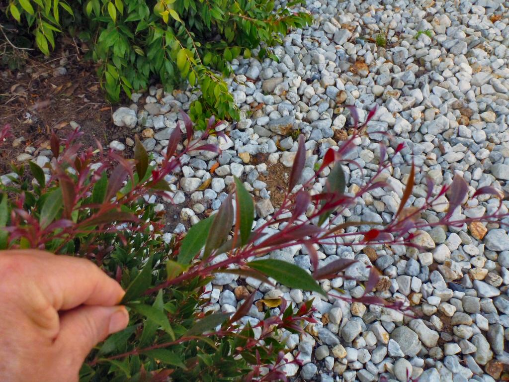 Acmena Smithii (Lilly Pilly)