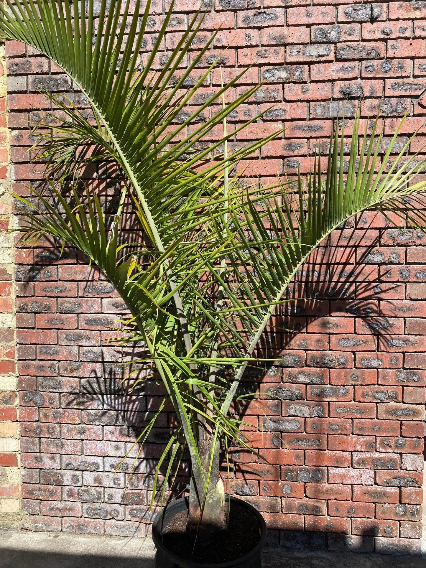 Chrysalidocarpus Decaryi (Triangle Palm)