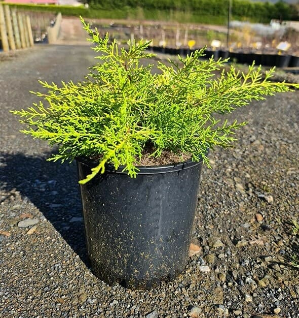 Cupressus macrocarpa ‘Golden Halo’ Standard (Golden Halo Cypress)